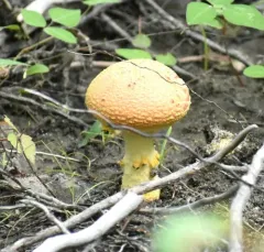 Salmon Amanita thumbnail 4