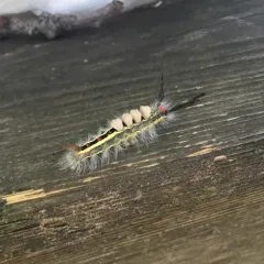 White-marked Tussock Moth thumbnail 3