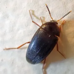 Eustrophopsis bicolor thumbnail 4