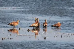 Ruddy Shelduck thumbnail 2