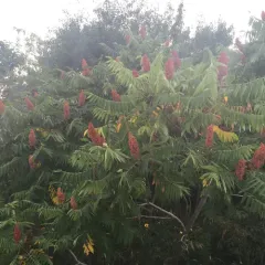 staghorn sumac thumbnail 4