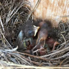 Eastern Bluebird thumbnail 4