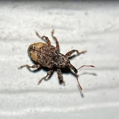 Hackberry Curculio thumbnail 3