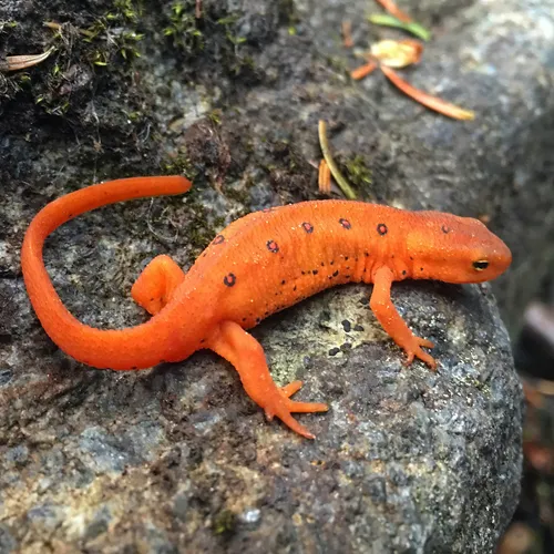 Eastern Newt