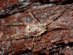 Ceratolasma tricantha thumbnail 2