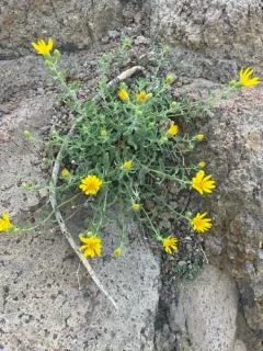 Heterotheca cinerascens thumbnail 3