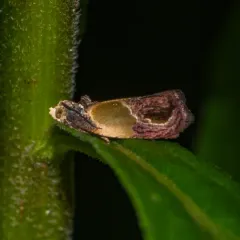 Sculptured Moth thumbnail 3