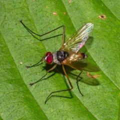 Cholomyia inaequipes thumbnail 4
