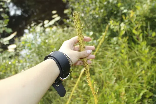 Turkey beard