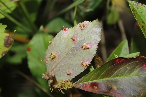 Gymnosporangium fraternum