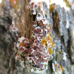 Driftwood Rim-lichen thumbnail 2