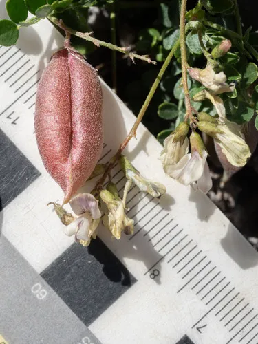 Custer Milkvetch