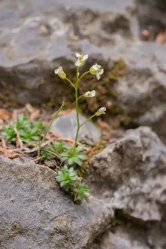 Limestone Draba thumbnail 3
