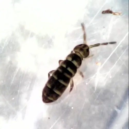 Isotomurus bimus