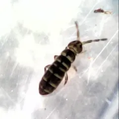 Isotomurus bimus thumbnail 1