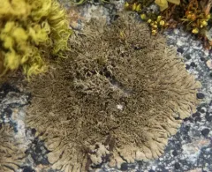 Peppered Brownette Lichen thumbnail 4