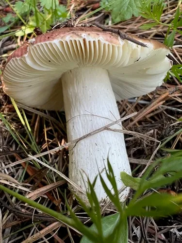 Russula violaceoincarnata