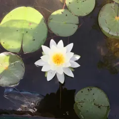 American white waterlily thumbnail 6