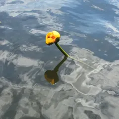 Variegated Yellow Pond-Lily thumbnail 2