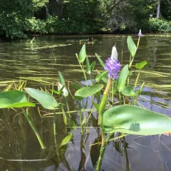 pickerelweed thumbnail 4