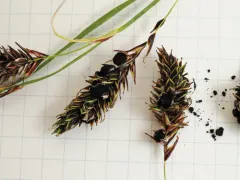 Anthracoidea scirpoideae thumbnail 3