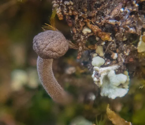 Lichenomphalia oreades