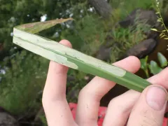 Cerodontha incisa thumbnail 3