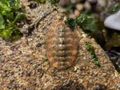 Swan's Mopalia thumbnail 4