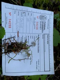 Mycena constans thumbnail 3