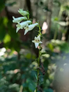 Straw Foxglove thumbnail 4