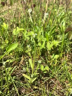 early forget-me-not thumbnail 1