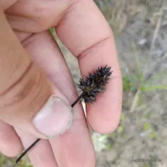 Muhlenberg's Sedge thumbnail 1