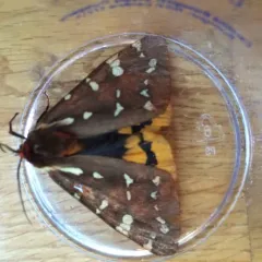 St. Lawrence Tiger Moth thumbnail 2