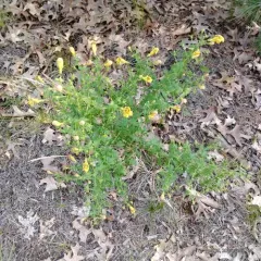 fern-leaved false foxglove thumbnail 2