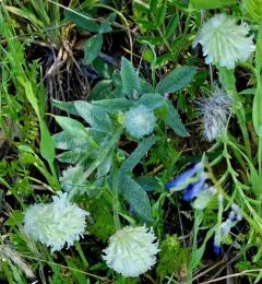 Woollyhead Clover thumbnail 4