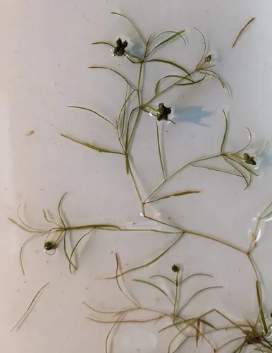 leafy pondweed