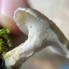 Picipes tubaeformis thumbnail 4