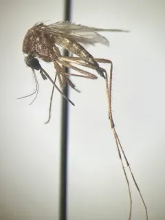 Woodland snowmelt mosquito thumbnail 3