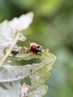 Sumac Leafrolling Weevil thumbnail 3