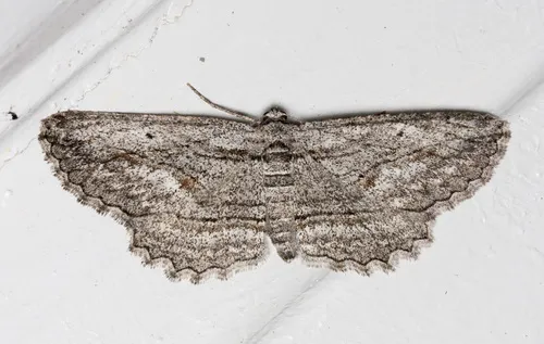 Pterotaea lamiaria