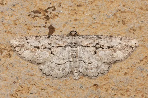 Pterotaea cariosa