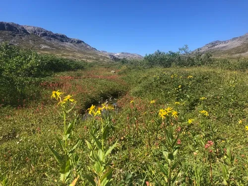 Mount Sheldon Ragwort