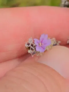 Algerian sea lavender thumbnail 1