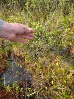 Pickering's Reed Bentgrass thumbnail 3