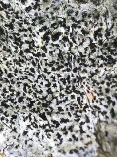 Asterisk Lichen thumbnail 2