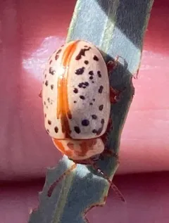 Calligrapha verrucosa thumbnail 4