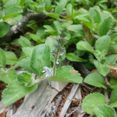 heath speedwell thumbnail 1