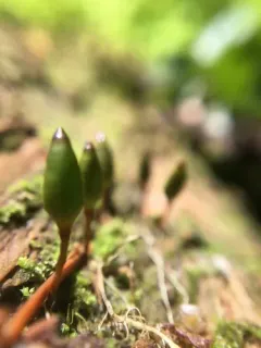Buxbaumia Moss thumbnail 1
