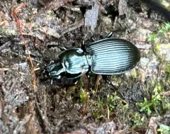 Pterostichus coracinus thumbnail 4