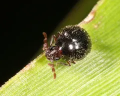 Caenocara oculatum thumbnail 2